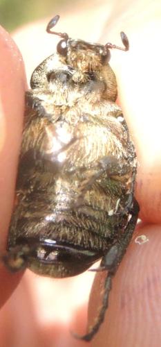 Gnorimus nobilis